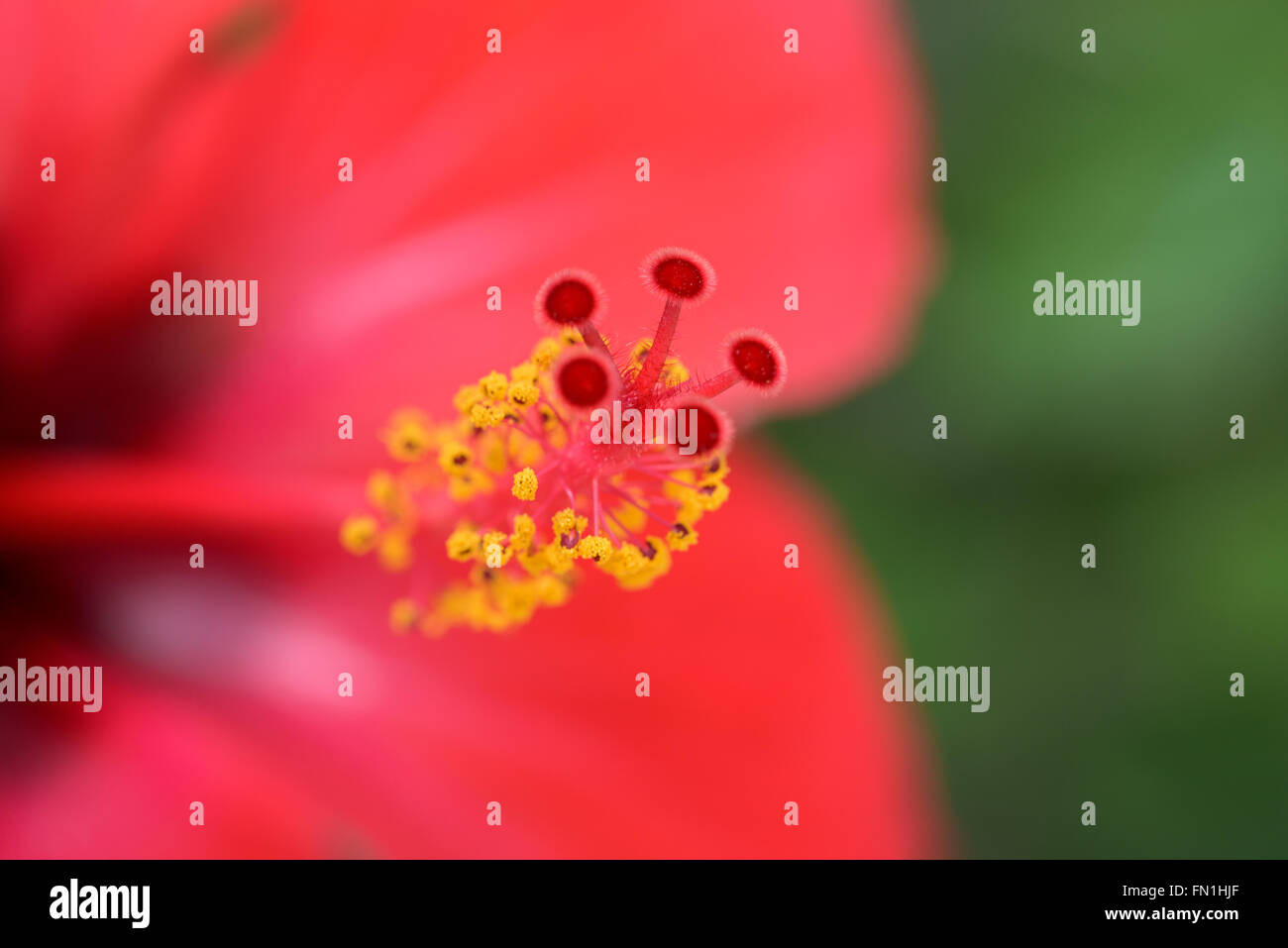 Red hibiscus close up Foto Stock