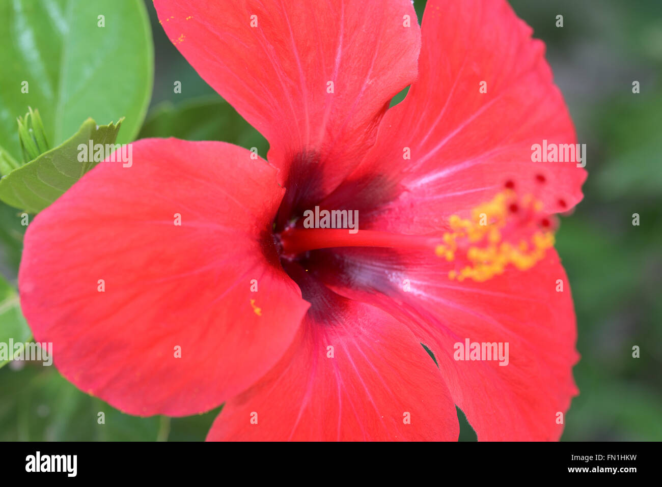Red hibiscus close up Foto Stock