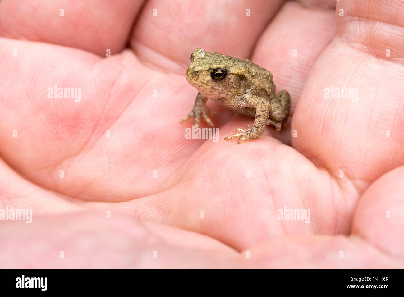 Tiny toad (Bufo bufo) nel palmo della mano seduto ancora per il servizio fotografico. Molto piccolo rospo felice di sedersi ancora in mano. Foto Stock