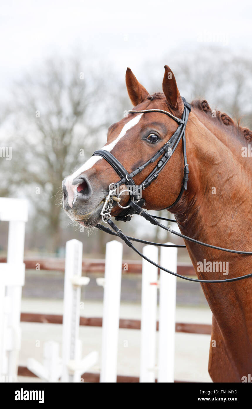 Un marrone testa di cavallo con una doppia briglia e redini Foto Stock
