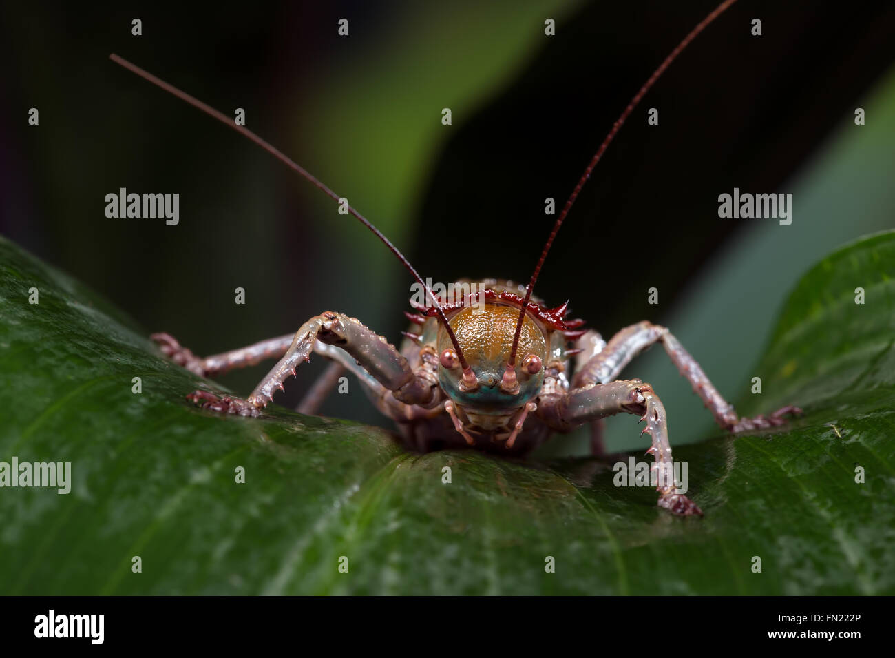 Cricket blindato (Acanthoplus Discoidalis) Foto Stock