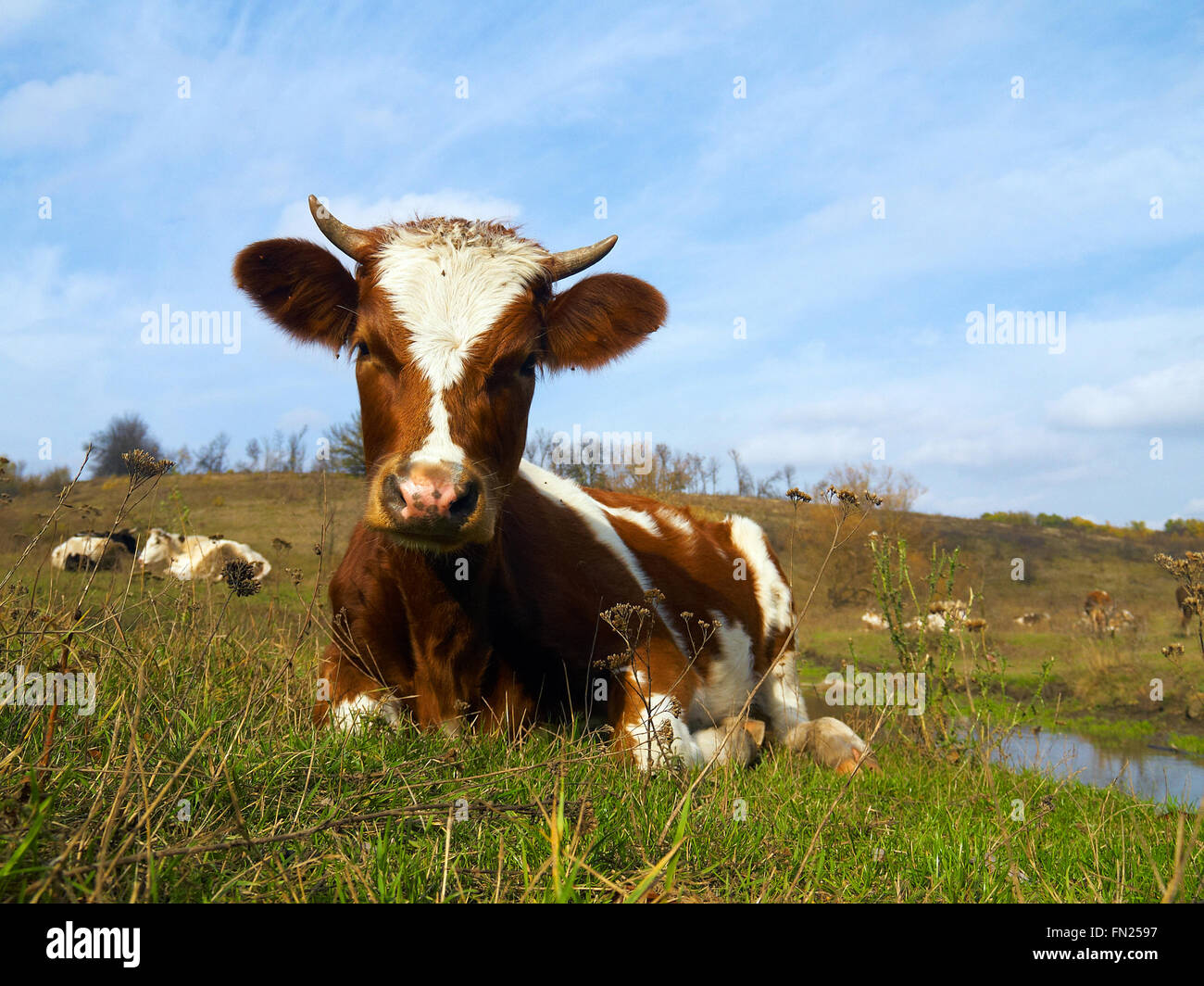 Pezzati mucca in posa l'erba del prato con molte mucche e cielo blu in background Foto Stock