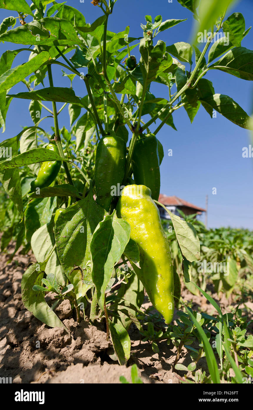 Peperoni Verdi che crescono in giardino Foto Stock