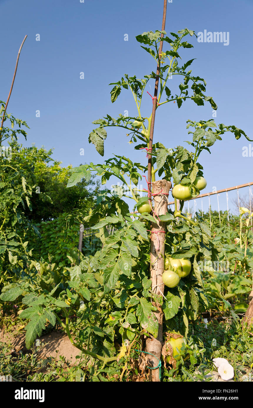 Pomodori verdi che crescono su rami in giardino Foto Stock