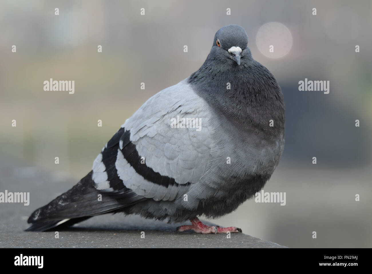 Piccioni selvatici (Columba livia domestica), chiamato anche città colomba, città piccione o street pigeon, sono in grande numero in Londra. Spazio per la copia Foto Stock