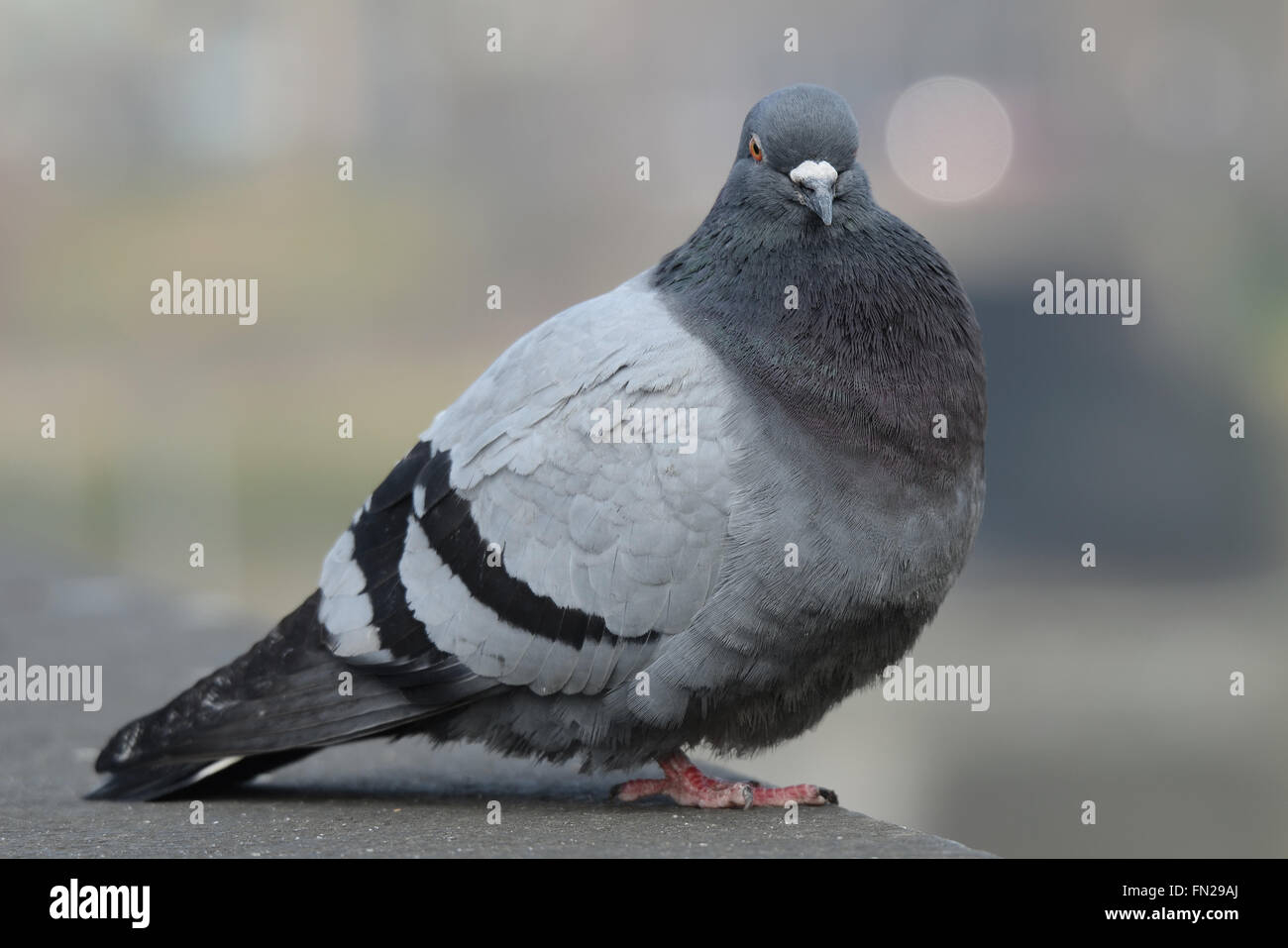 Piccioni selvatici (Columba livia domestica), chiamato anche città colomba, città piccione o street pigeon, sono in grande numero in Londra. Spazio per la copia Foto Stock Piccioni selvatici (Columba livia domestica), chiamato anche città colomba, città piccione o street pigeon, sono in grande numero in Londra. Spazio per la copia Foto Stock