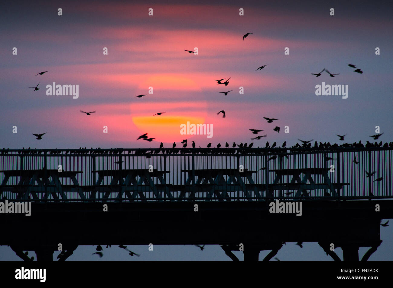 Aberystwyth Wales UK, giovedì 10 marzo 2016 UK meteo:s come il sole tramonta, greggi di migliaia di minuscoli storni sorvolano Aberystwyth pier . Credito: keith morris/Alamy Live News Foto Stock