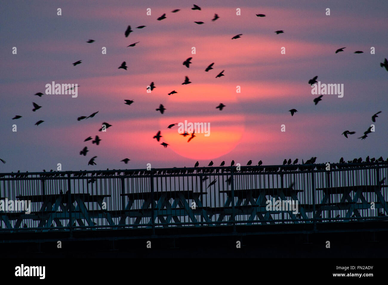 Aberystwyth Wales UK, giovedì 10 marzo 2016 UK meteo:s come il sole tramonta, greggi di migliaia di minuscoli storni sorvolano Aberystwyth pier . Credito: keith morris/Alamy Live News Foto Stock