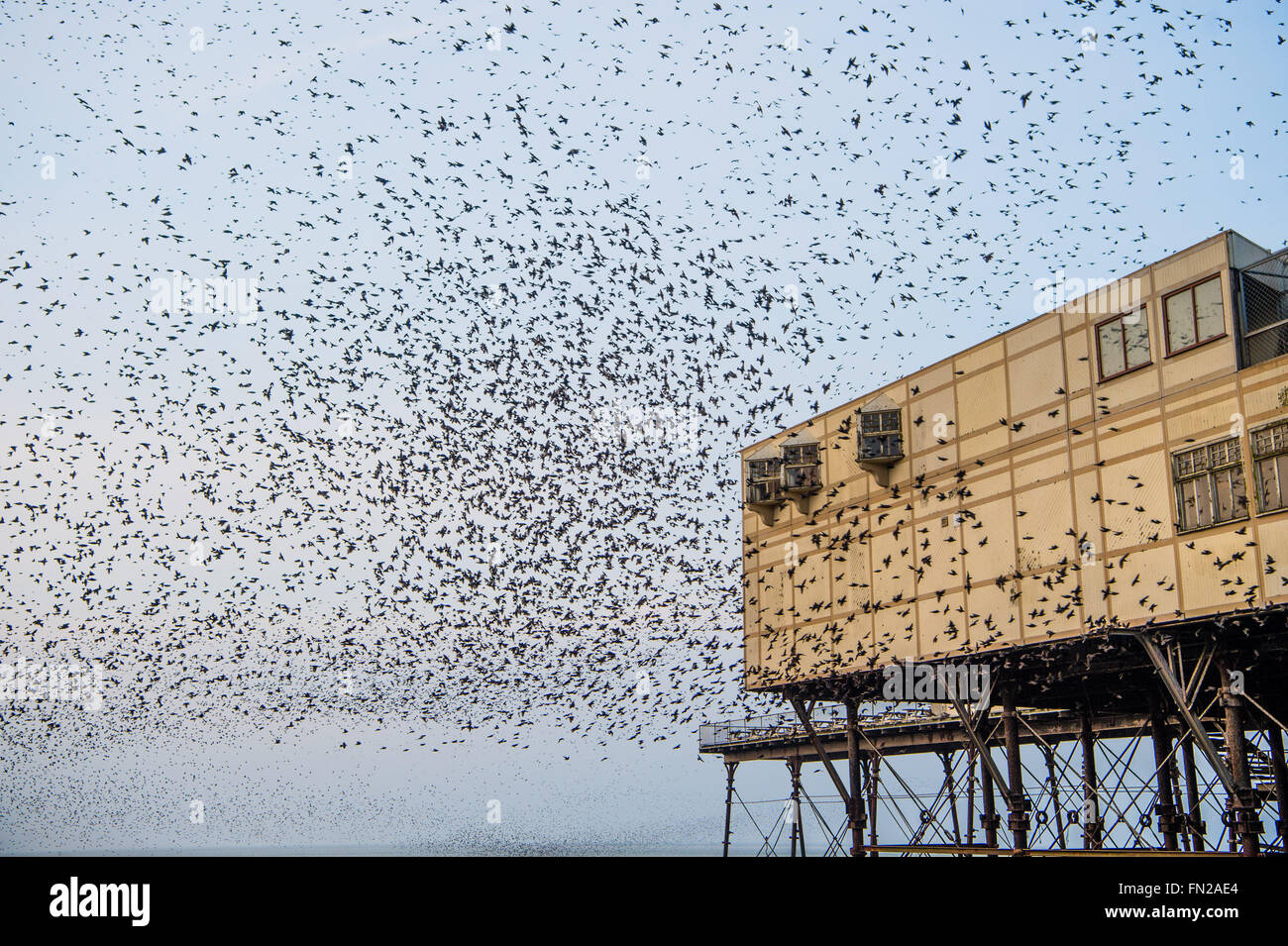 Aberystwyth Wales UK, giovedì 10 marzo 2016 UK meteo:s come il sole tramonta, greggi di migliaia di minuscoli storni volare in enormi spettacolare 'murmurations' su Aberystwyth . Credito: keith morris/Alamy Live News Foto Stock