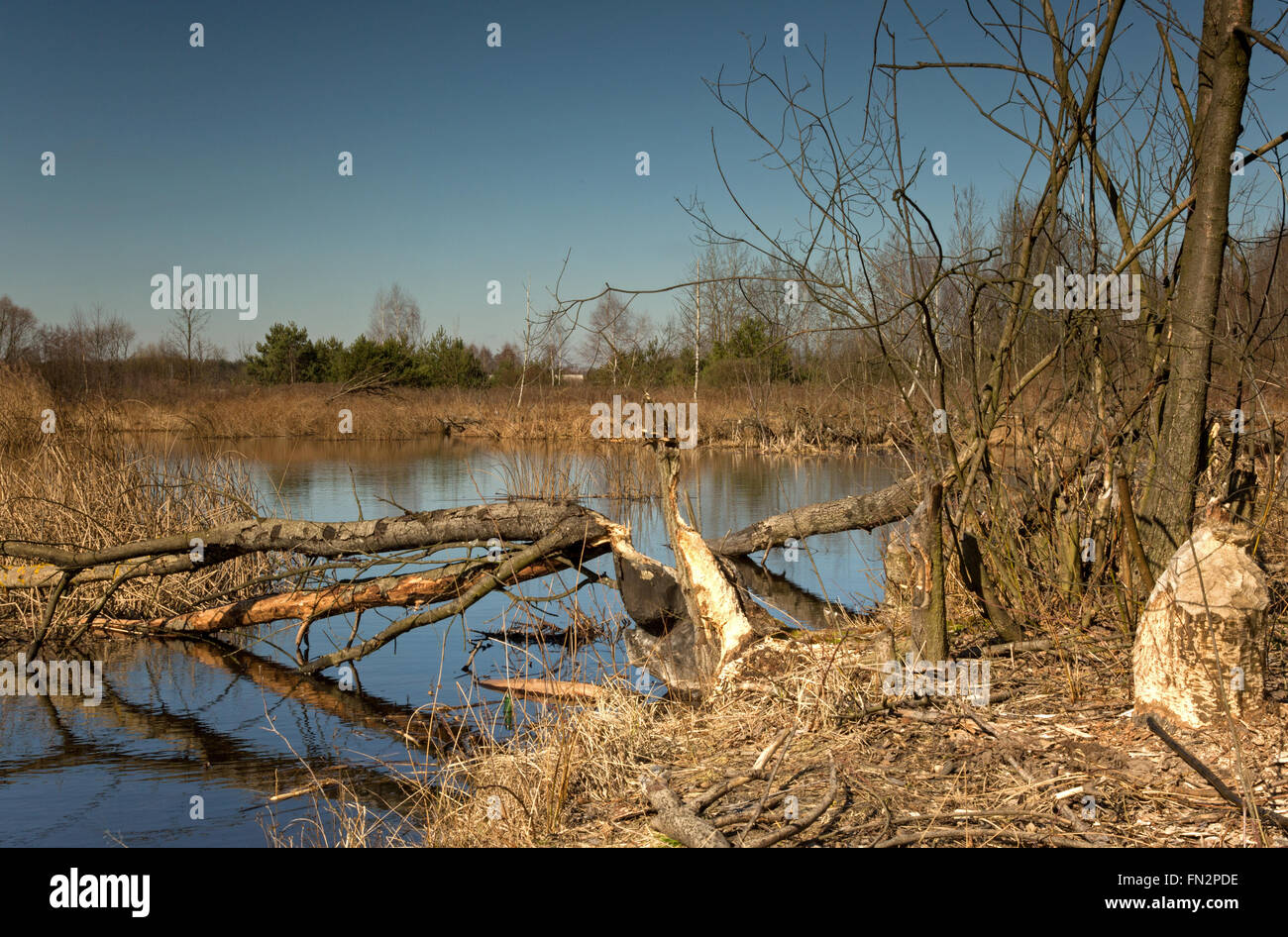 Polonia,prati nei pressi di Varsavia e di stagno in primavera e gli alberi abbattuti dai castori , paesaggio. Vista orizzontale. Foto Stock