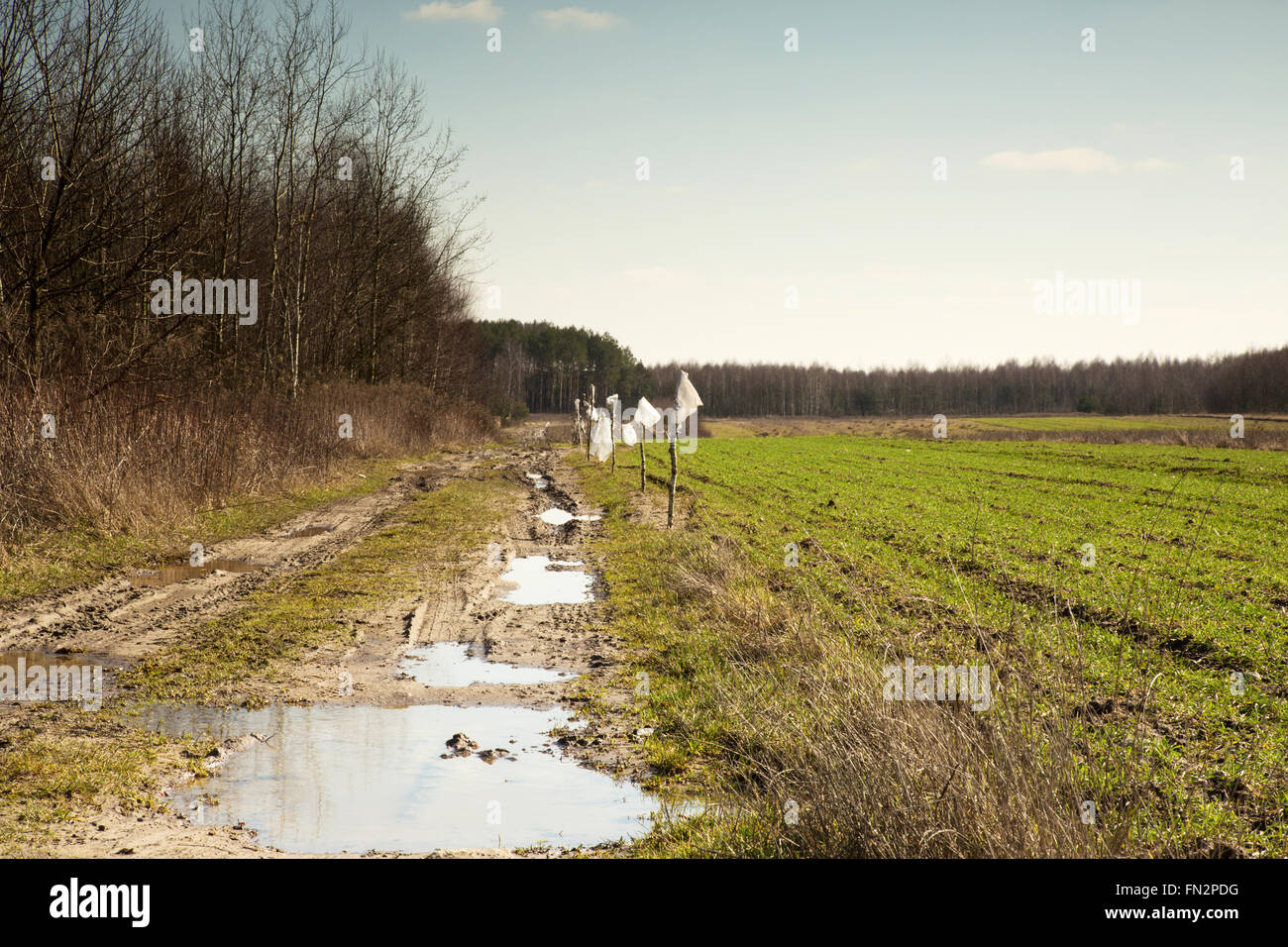 Polonia, immagine di fangosa e piena di pozzanghere strada che conduce a distanza un pezzo di frumento invernale campo, all'inizio della primavera Foto Stock