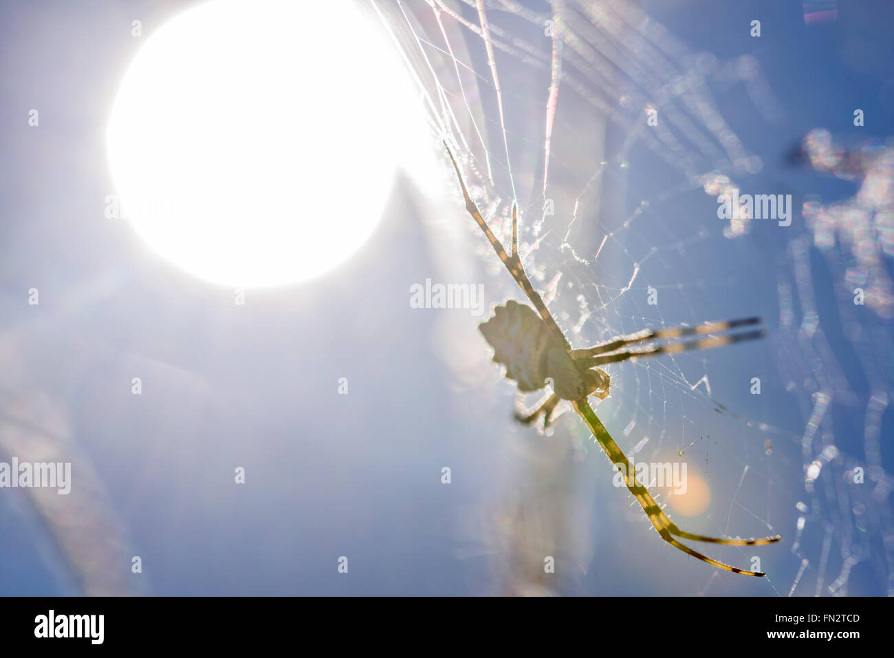 Argiope lobata nella sua ragnatela Foto Stock