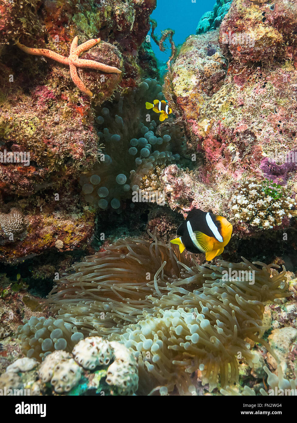 Un pesce anemone di Clark custodisce il suo anemone in uno spazio tra due coralli, un piccolo anemonefish nuota sopra e una stella di mare si snola attraverso un affioramento di corallo Foto Stock