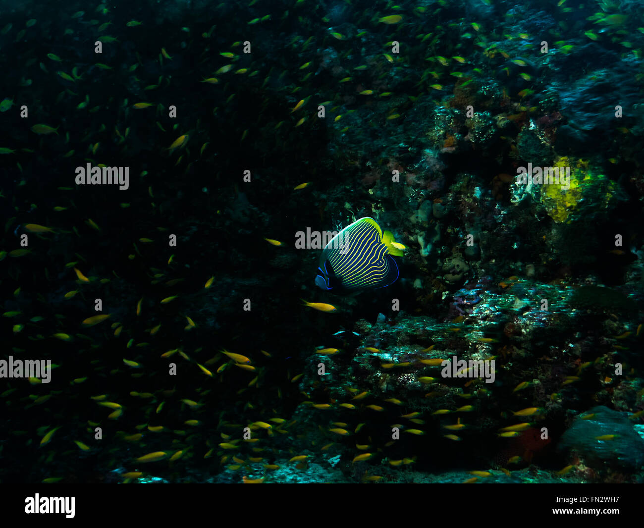L'imperatore Angelfish sulla barriera corallina off atollo Keyodhoo Maldive Foto Stock