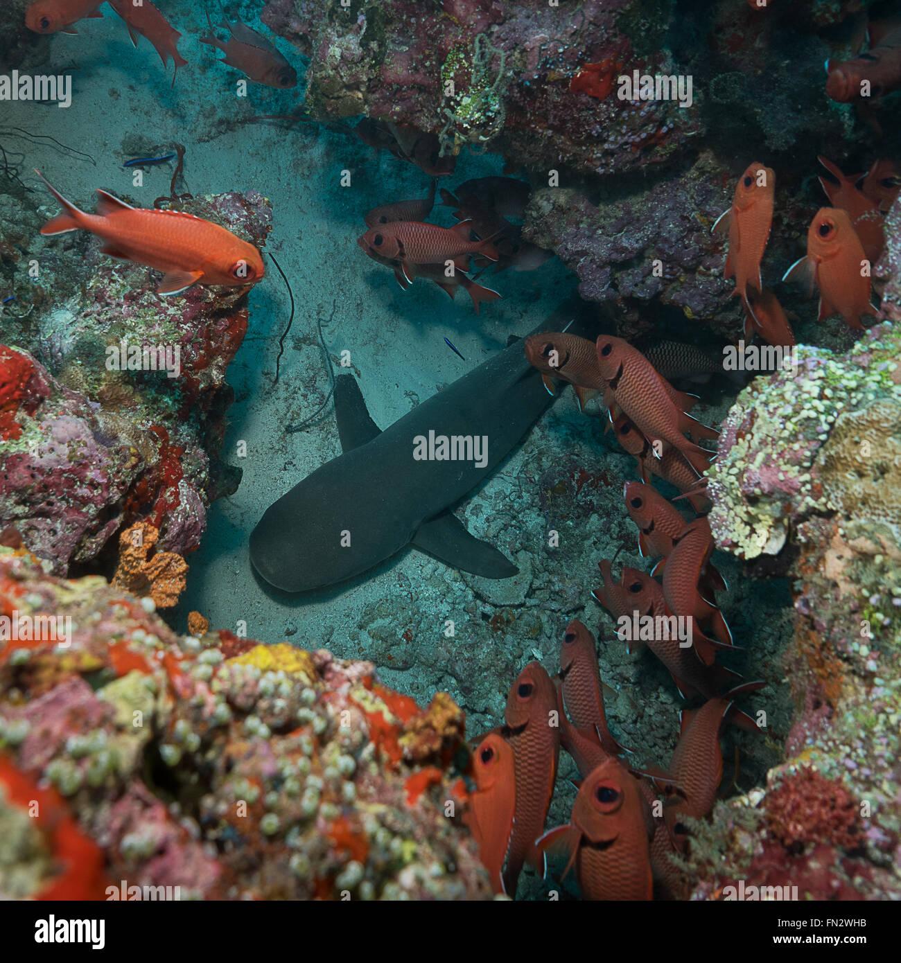 Whitetip reef shark dorme nella barriera corallina atollo Keyodhoo Maldive Foto Stock