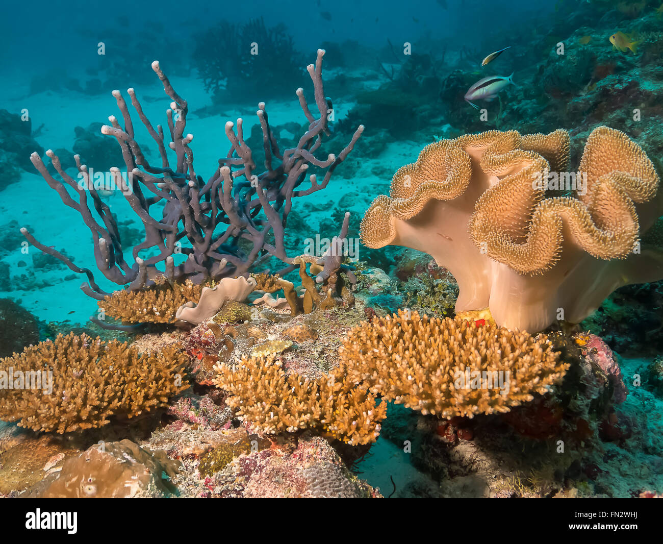 Coralli duri e molli sulla barriera corallina off atollo Keyodhoo Maldive Foto Stock