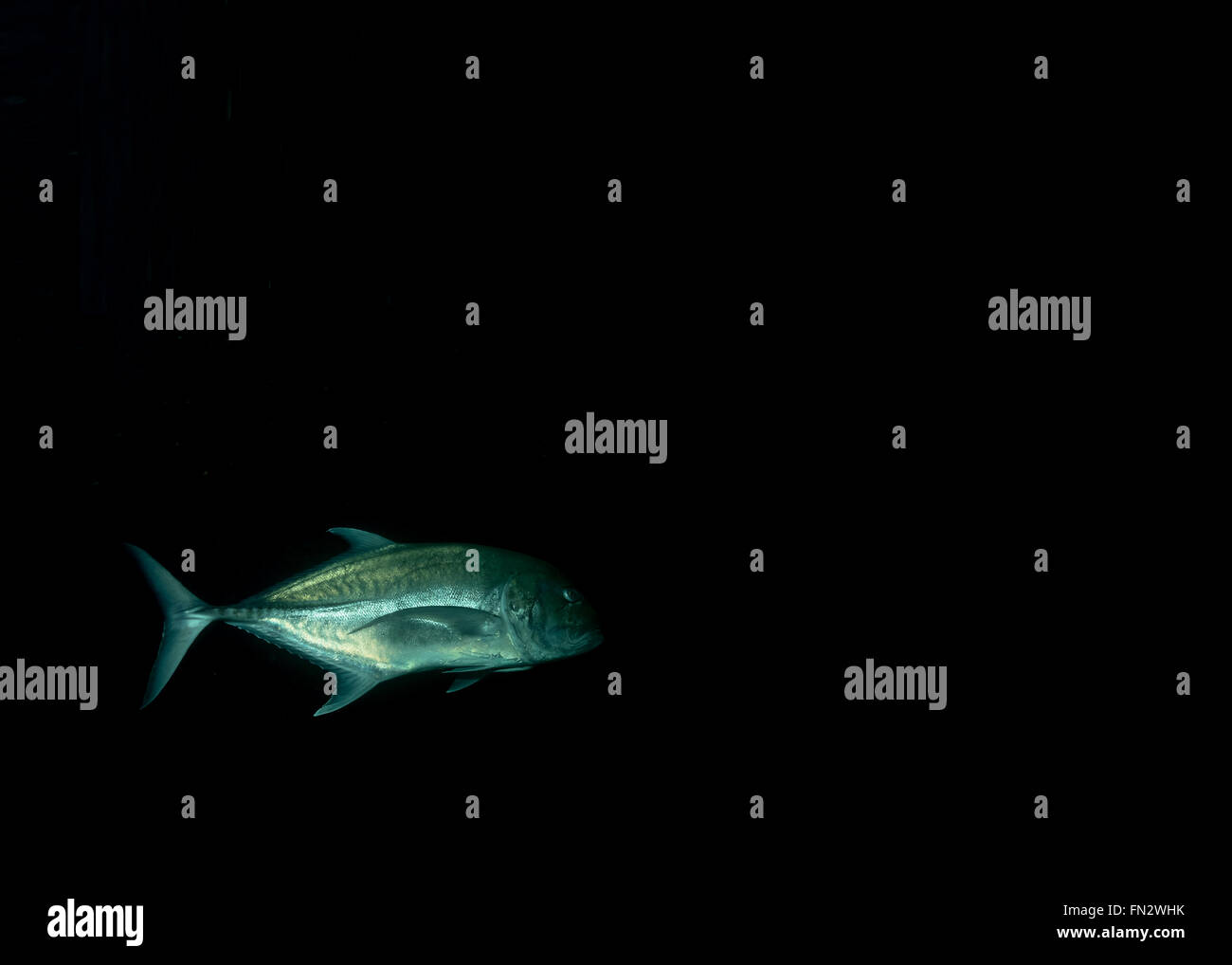 Gigante a caccia di carangidi off atollo di Felidhoo Maldive Foto Stock