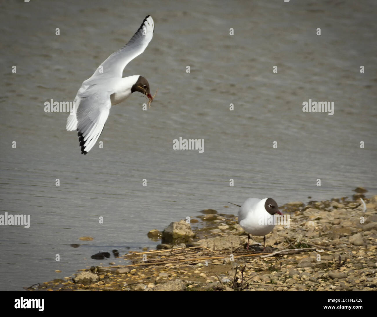 A testa nera la nidificazione dei gabbiani su un isola a RSPB Minsmere. Suffolk, Inghilterra Foto Stock