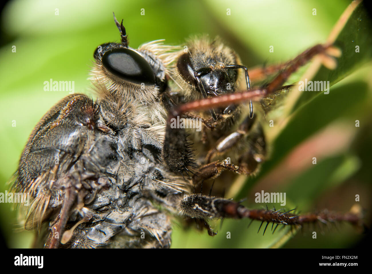 Close-up di una libellula mangiare un'ape Foto Stock
