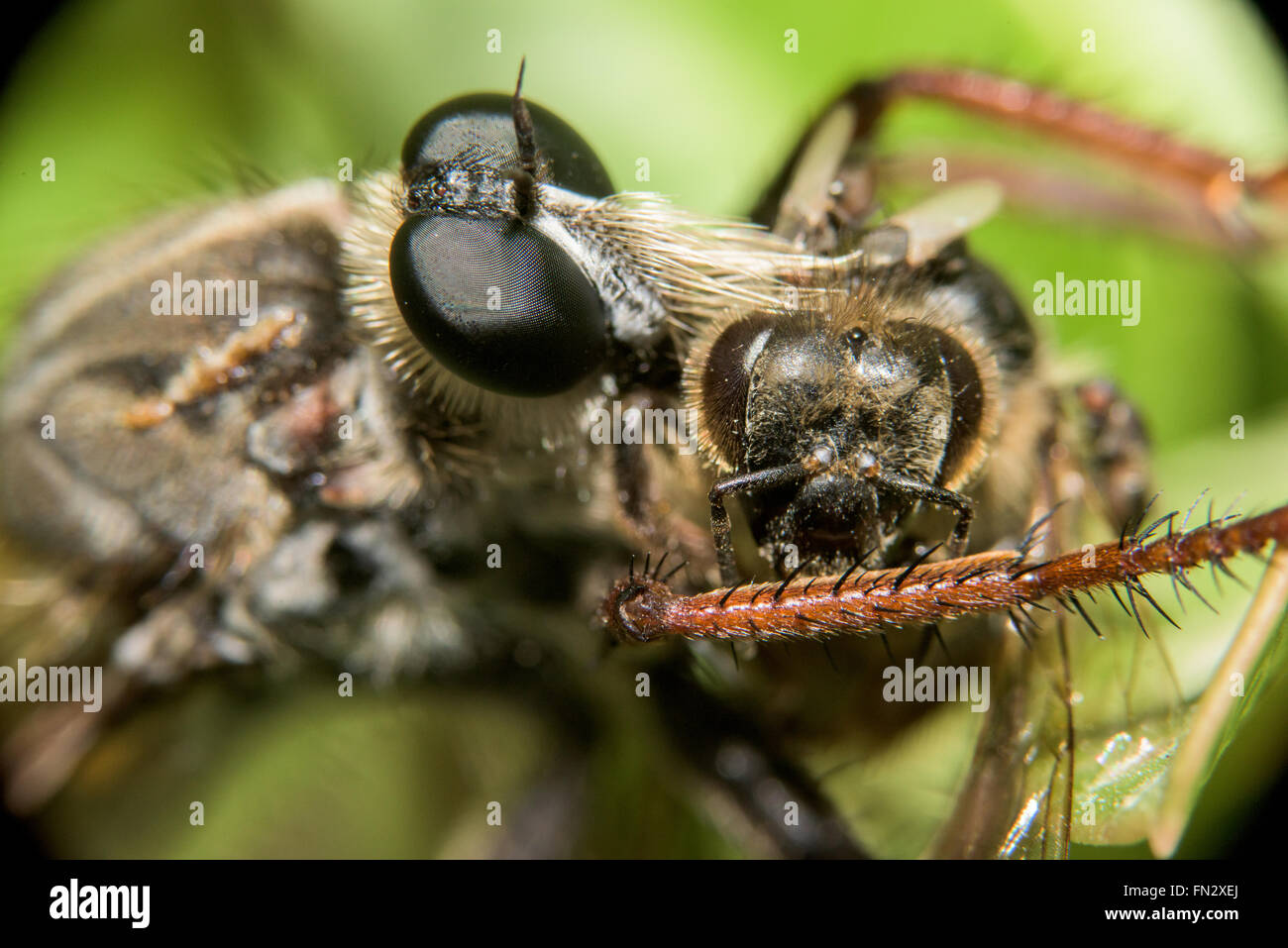 Close-up di una libellula mangiare un'ape Foto Stock