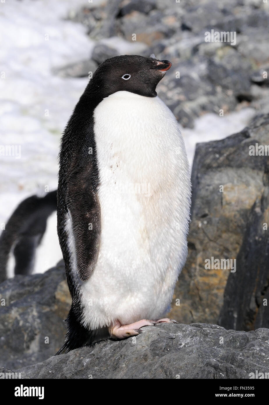 Un pinguino Adélie (Pygoscelis adeliae) presso la colonia nidificazione nella speranza Bay. Speranza Bay, l'Antartide. Foto Stock