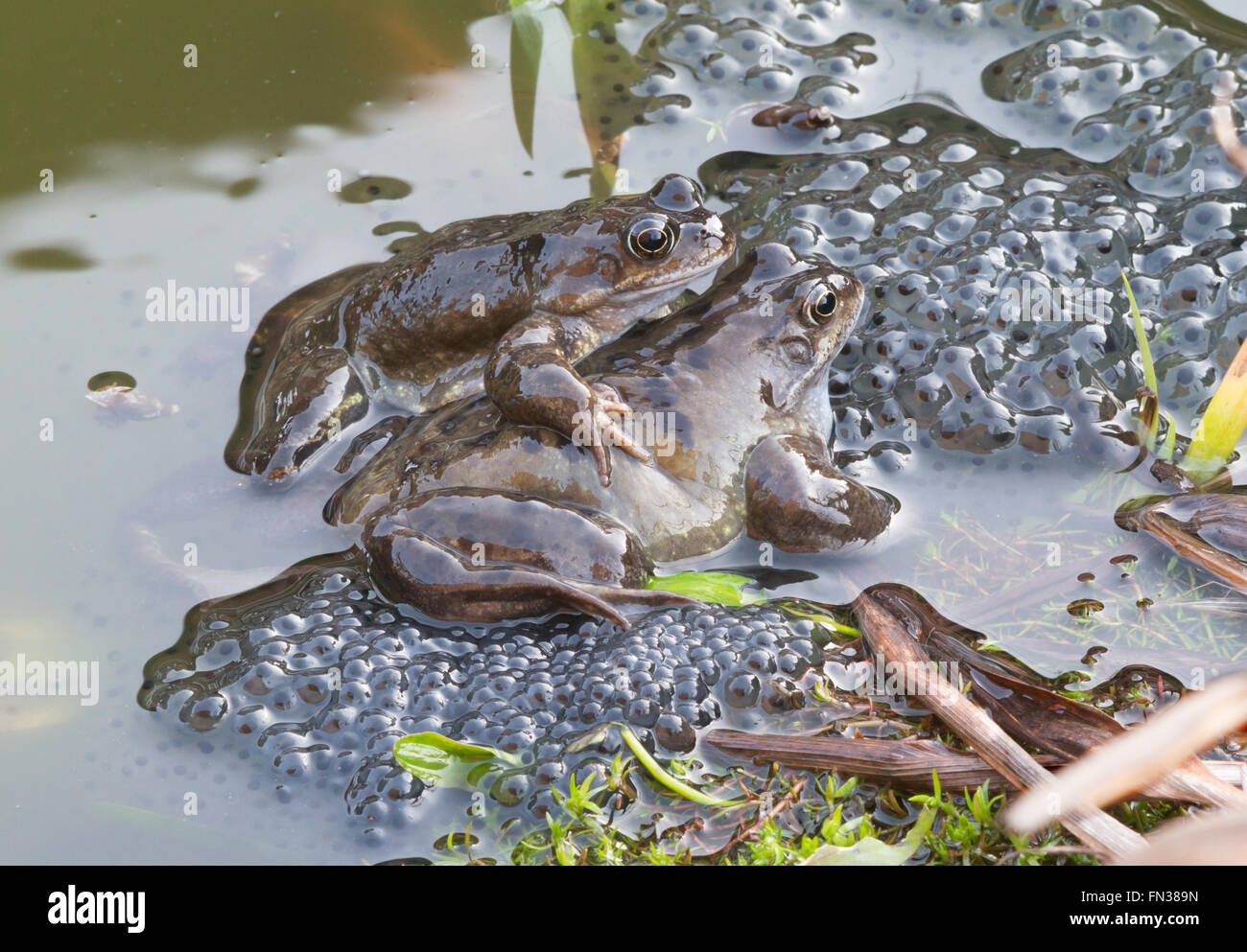 Le rane e frogspawn nel laghetto in giardino, North East England, Regno Unito Foto Stock