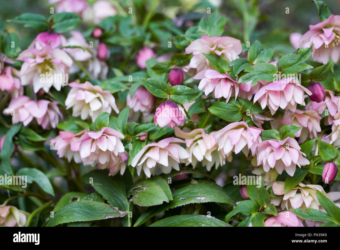 Hellebores fioritura in giardino nel tardo inverno. Foto Stock