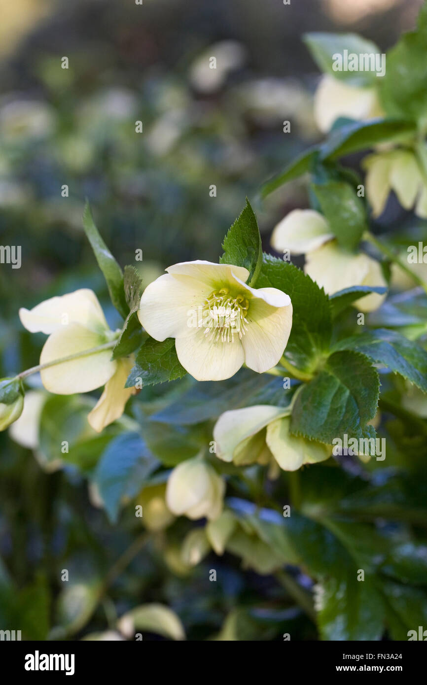 Hellebores fioritura in giardino nel tardo inverno. Foto Stock