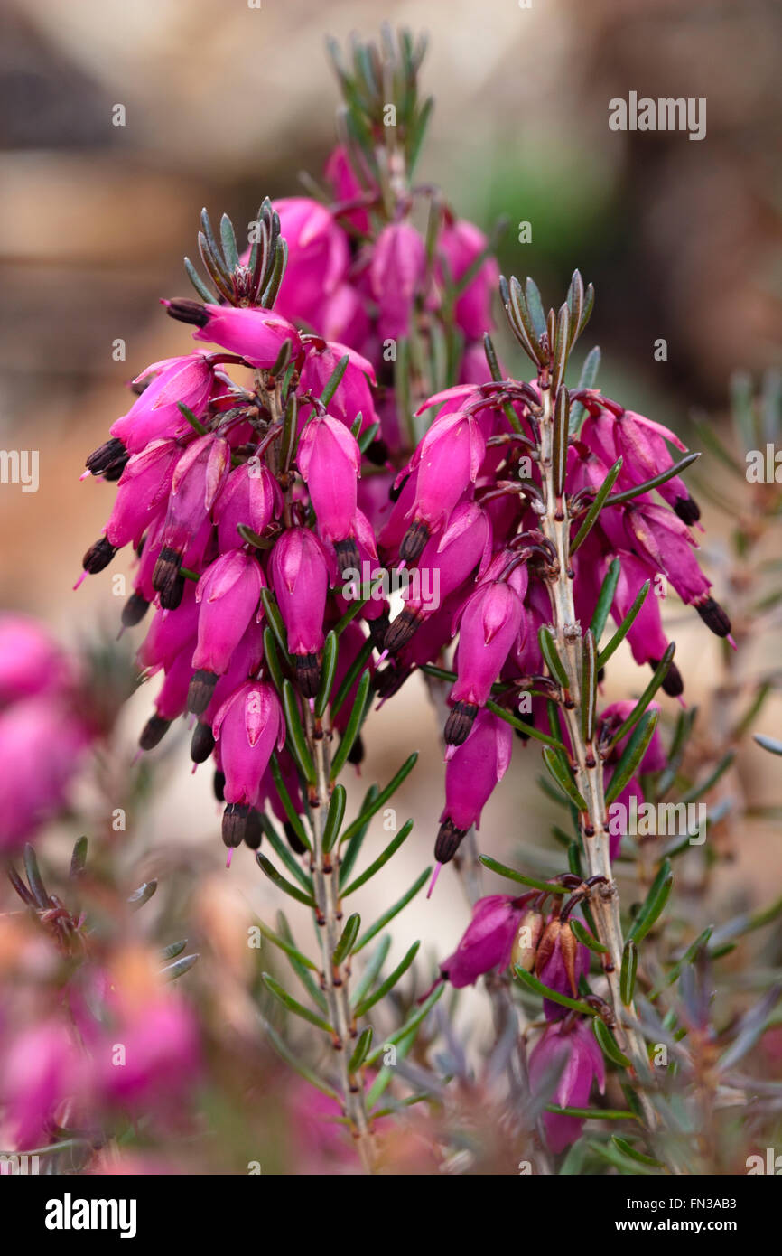 Deep pink bell fiori della fioritura invernale erica Erica carnea 'Myretoun Ruby' Foto Stock