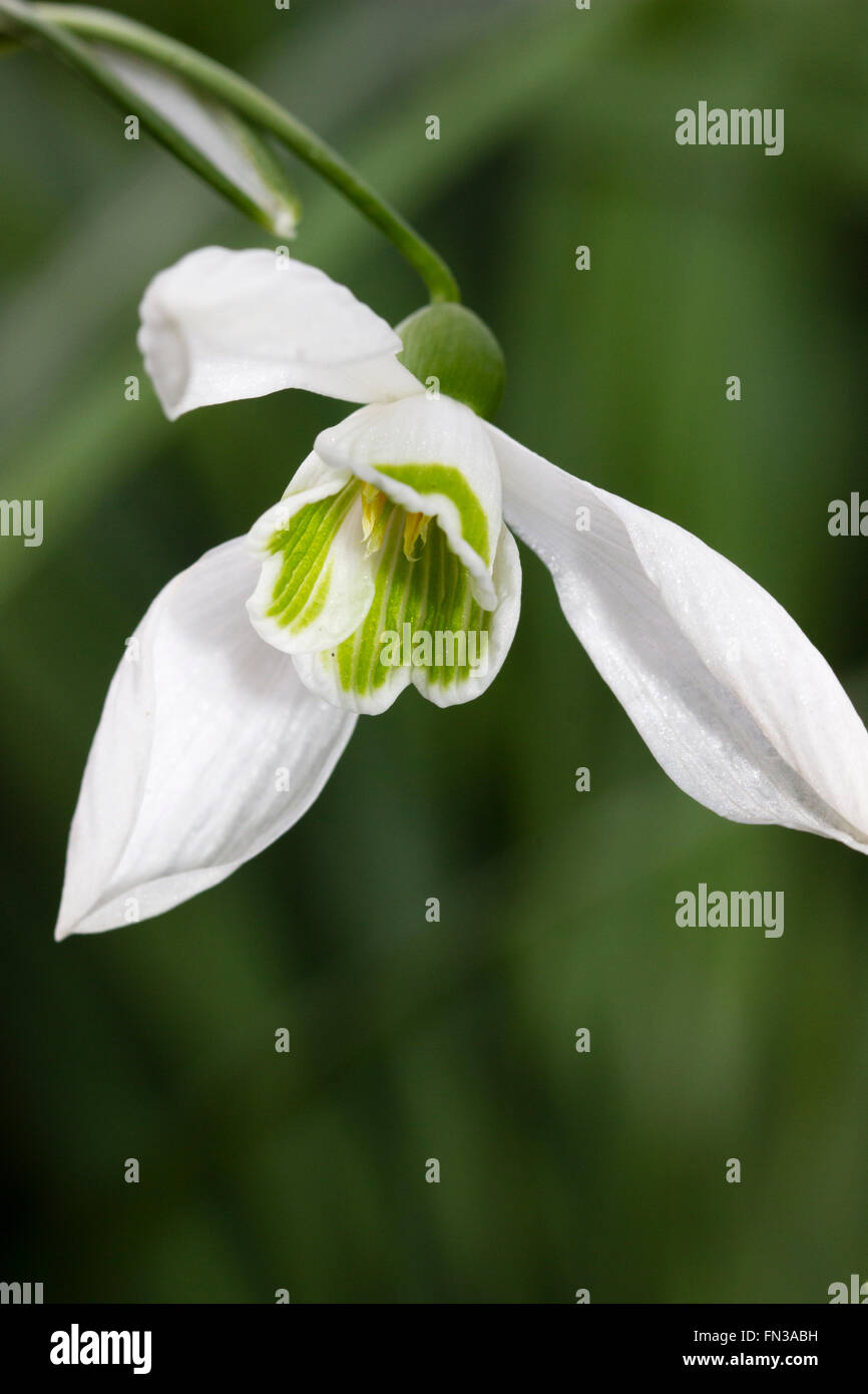 Il gigante snowdrop, Galanthus nivalis 'S Arnott', tiro da sotto per visualizzare i contrassegni di colore verde sulla parte interna della corolla Foto Stock