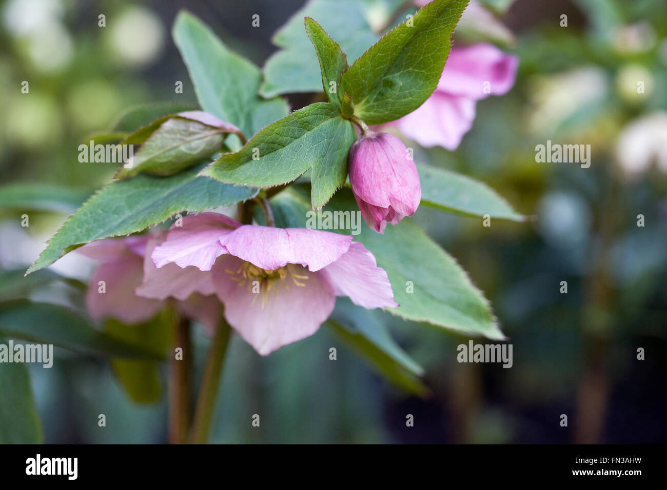 Hellebores fioritura in giardino nel tardo inverno. Foto Stock