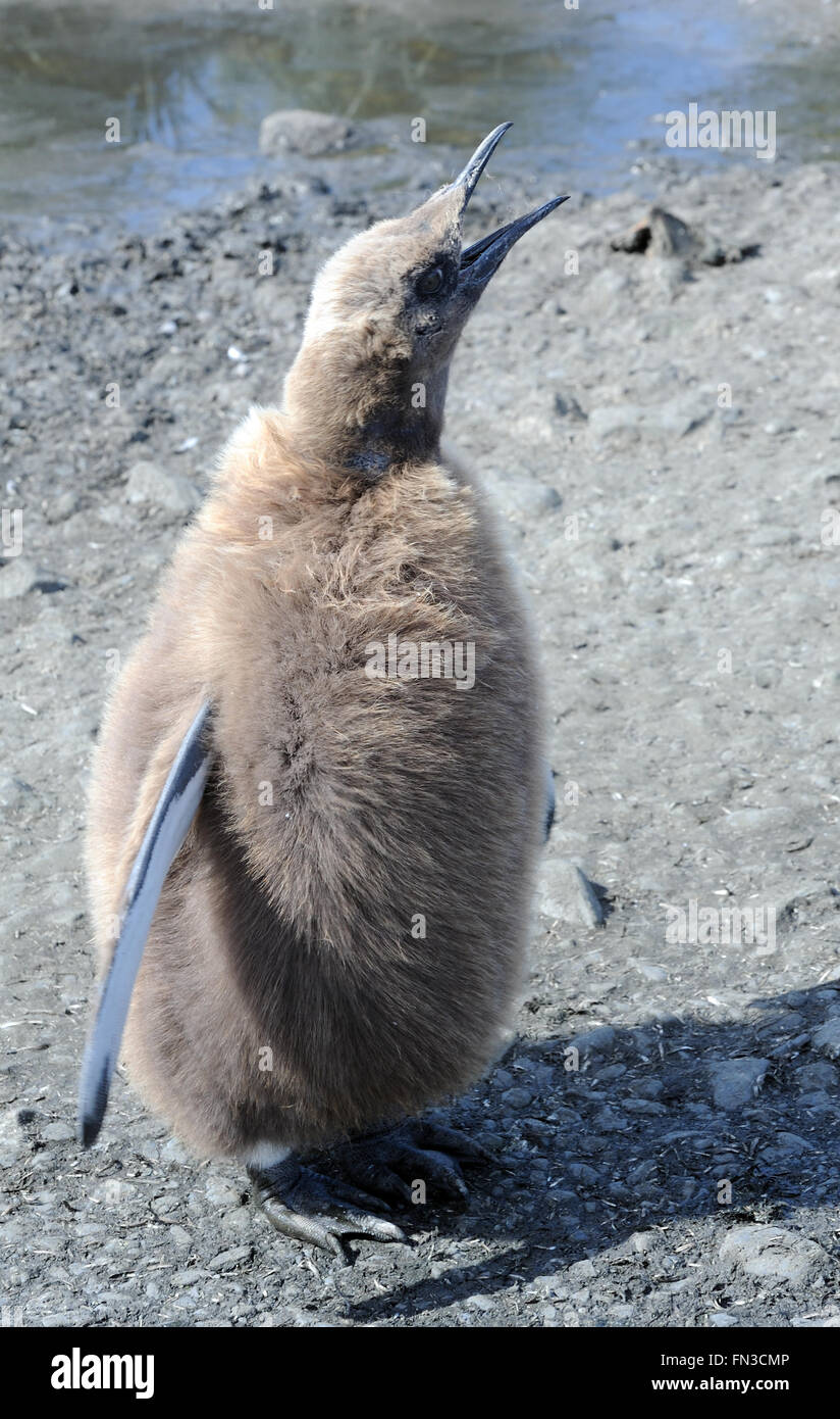 Pinguino reale (Aptenodytes patagonicus) pulcino presso la colonia nidificazione a Salisbury Plain. Salisbury Plain, Georgia del Sud Foto Stock