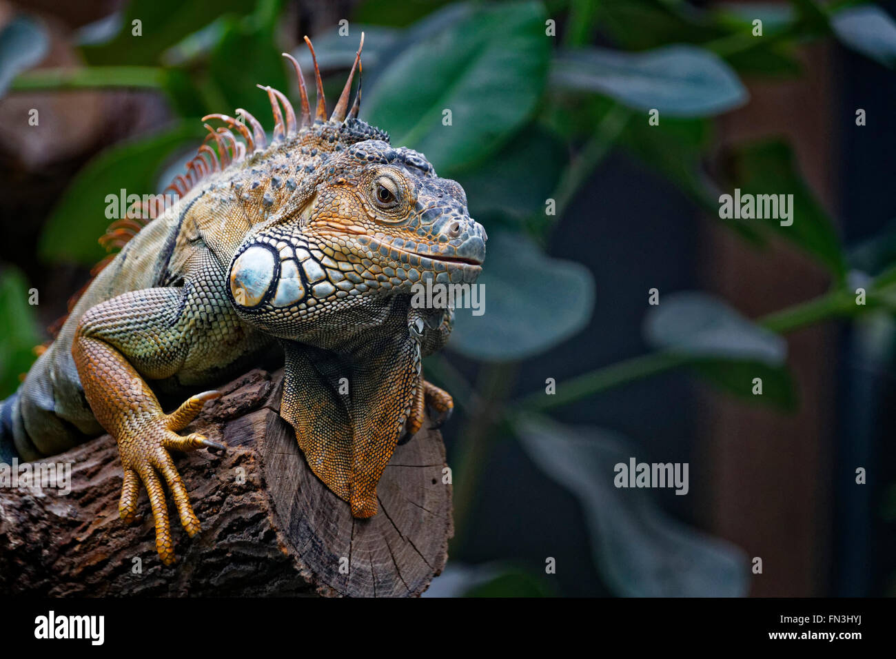 Iguana in appoggio allo zoo di Parigi Foto Stock