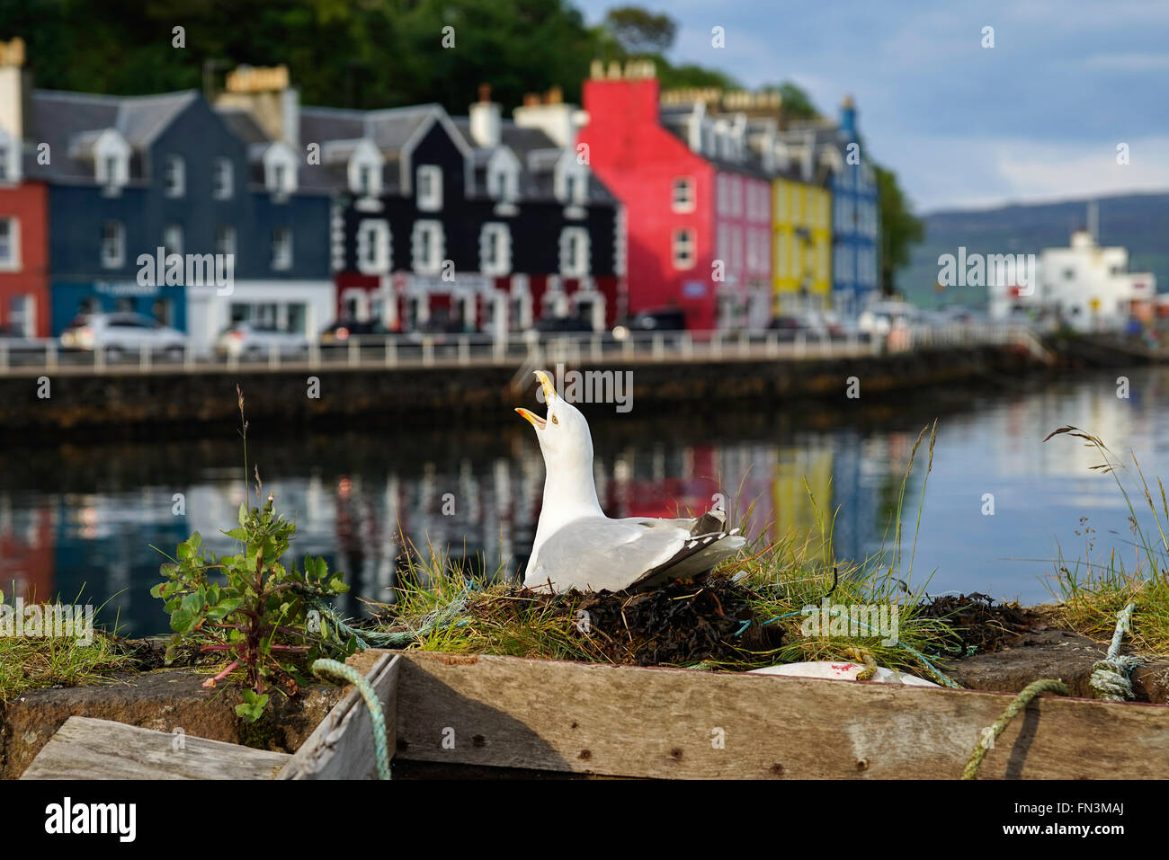 Aringa gabbiano (Larus argentatus) nidificanti nella parte anteriore di pittoresche case dipinte nel porto di Tobermory, sull'Isola di Mull Foto Stock