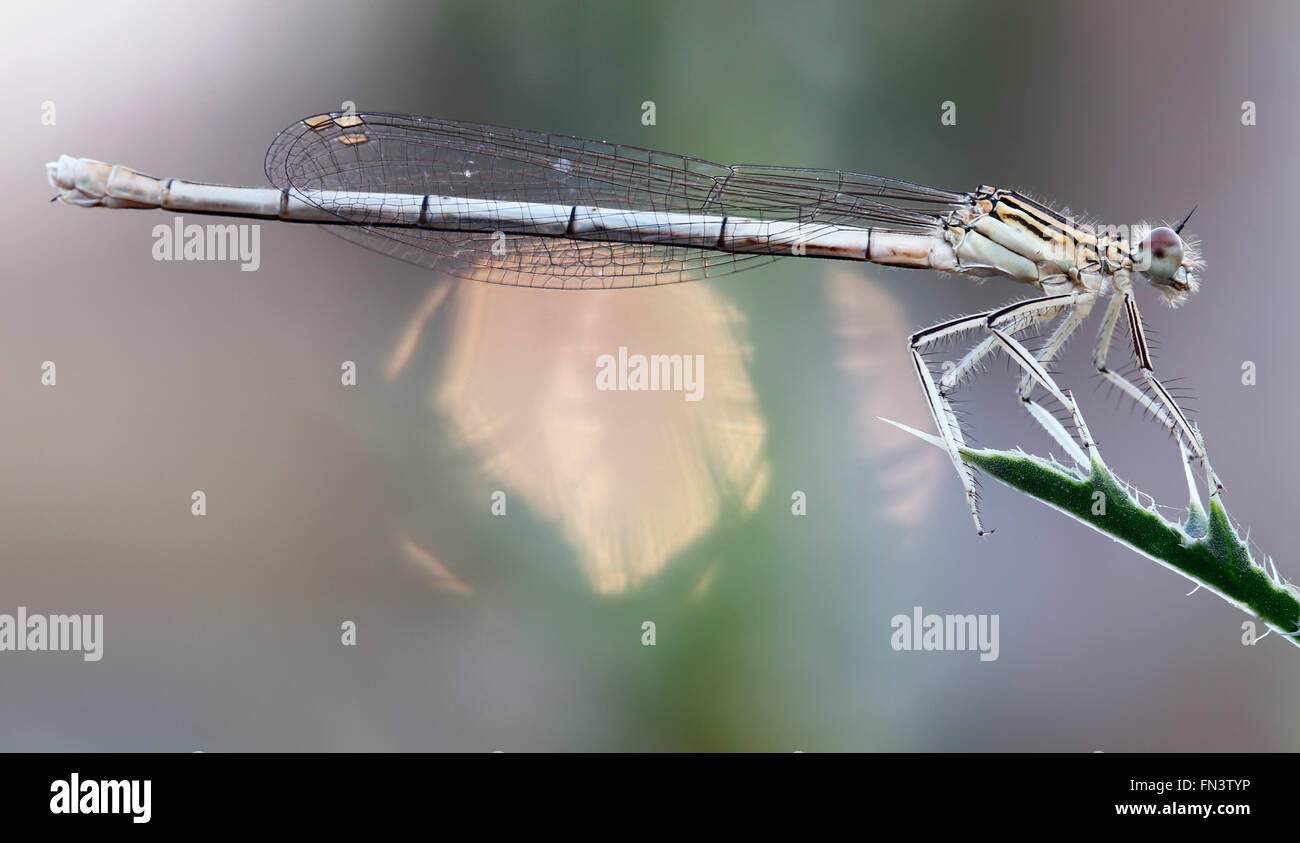 Dragonfly sulla lamina Foto Stock