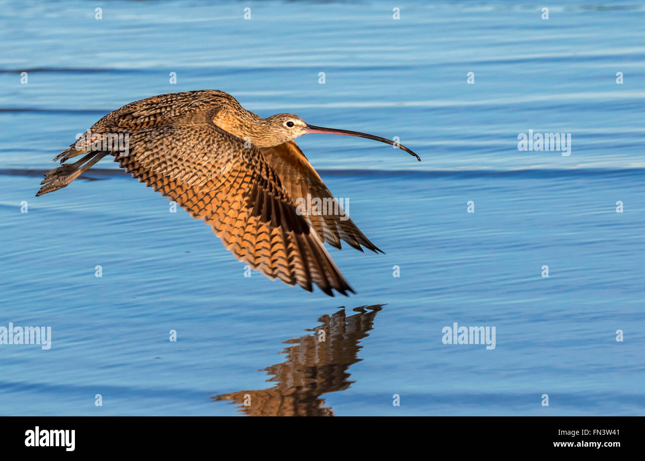 A lungo fatturate (curlew Numenius americanus) volare sull'acqua, Galveston, Texas, Stati Uniti d'America. Foto Stock