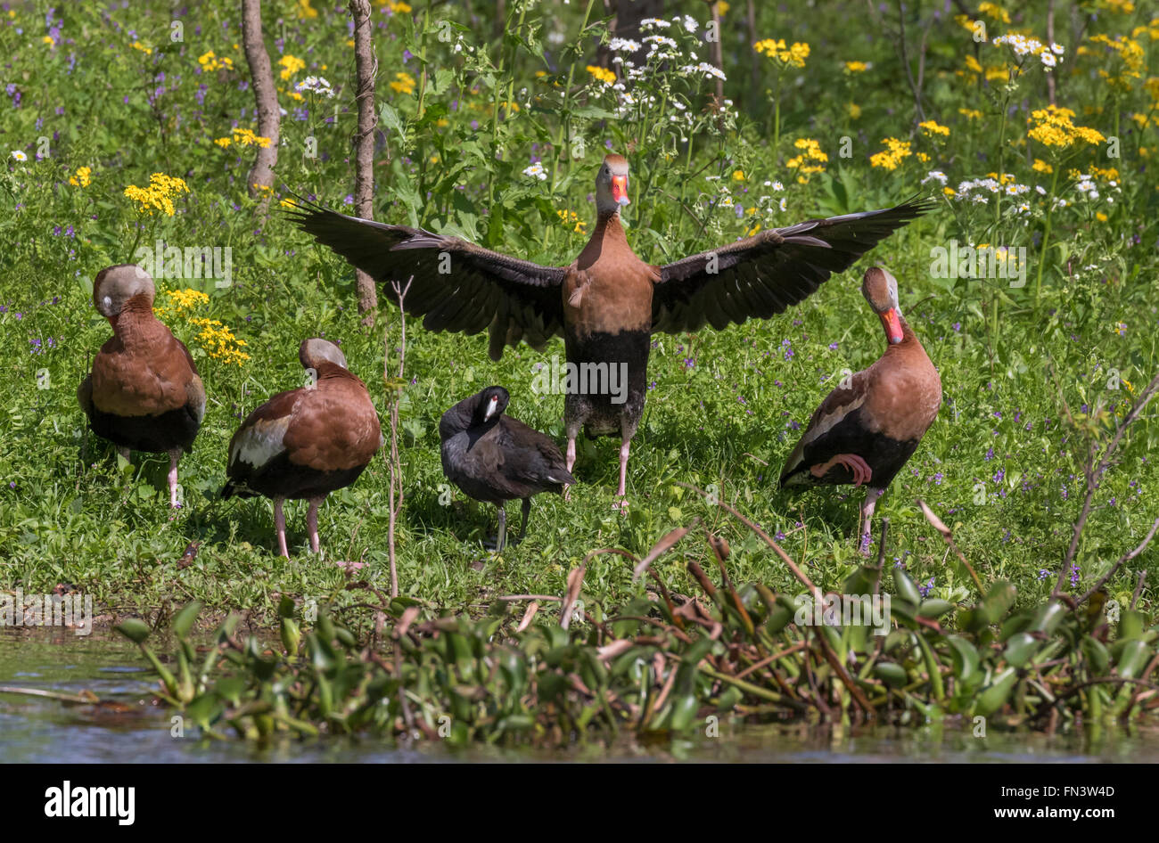 Un gruppo di rospo sibilo anatre (Dendrocygna autumnalis) e una folaga preening in riva al lago Foto Stock