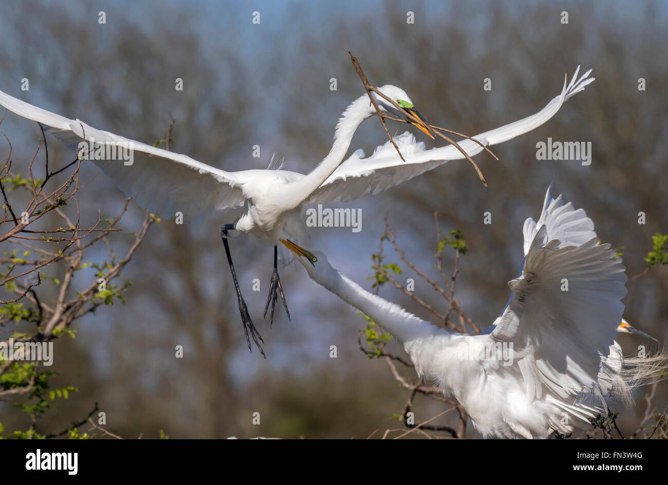 Un paio di grandi aironi (Ardea alba) a rookery: femmina di pizzicare il maschio che ha portato una diramazione per il nido, Alta Isola, Texas Foto Stock