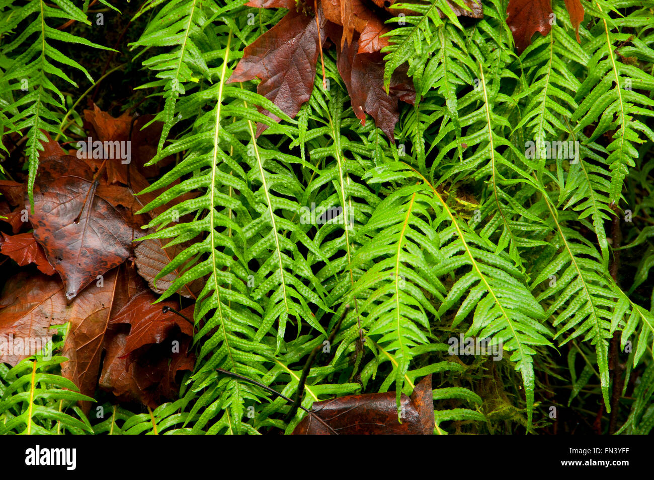 Liquirizia fern (Polypodium glycyrrhiza), Magness Memorial Tree Farm, Oregon Foto Stock