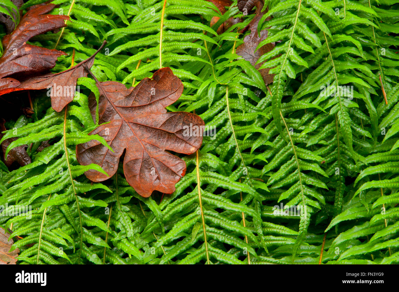 Liquirizia fern (Polypodium glycyrrhiza), Magness Memorial Tree Farm, Oregon Foto Stock