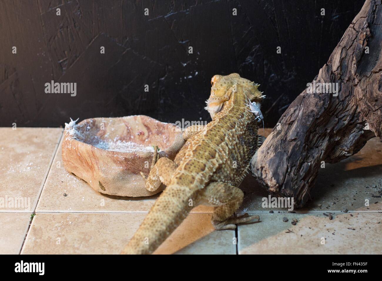 Un barbuto dragon lizard in una gabbia con i grilli. Foto Stock