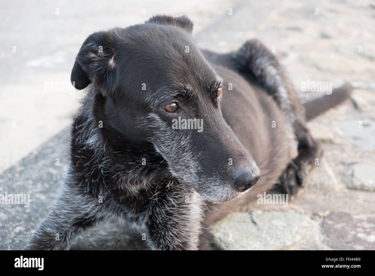 Deerhound,lurcher,,di sesso maschile di età compresa tra i 12,Ferryside,Beach,Carmarthenshire,Galles,U.K. Modello del cane rilasciato. Foto Stock