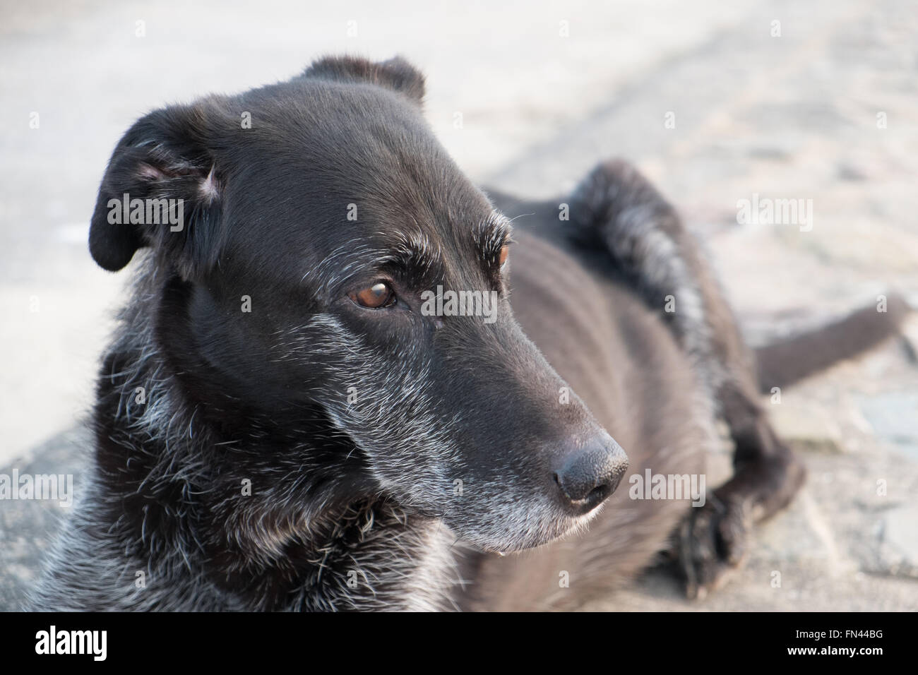 Deerhound,lurcher,,di sesso maschile di età compresa tra i 12,Ferryside,Beach,Carmarthenshire,Galles,U.K. Modello del cane rilasciato. Foto Stock
