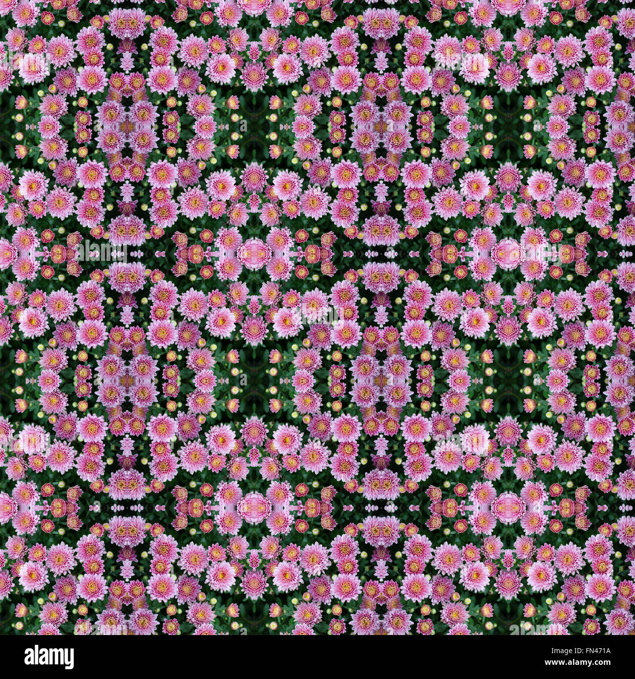 Bellissimi fiori di crisantemi seamless sfondo pattern Foto Stock