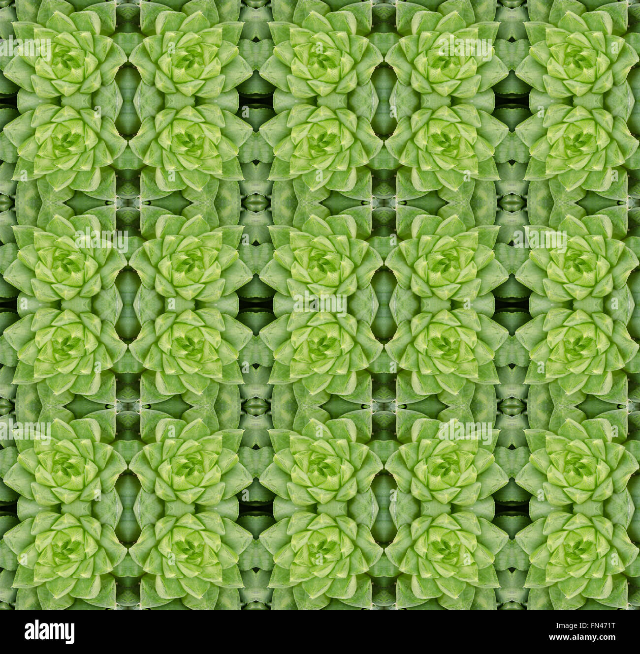 Piante succulente pattern seamless sfondo Foto Stock