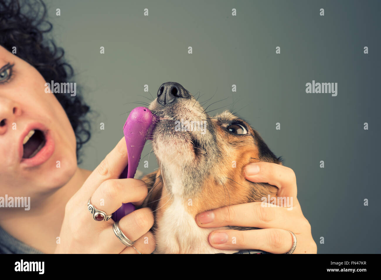 Piuttosto giovane donna caucasica spazzole wide-eyed beagle i denti con sfondo grigio Foto Stock