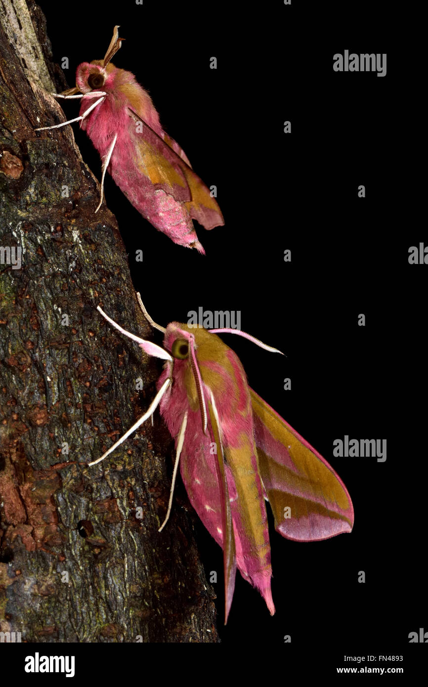 Piccolo elephant hawk-moth (Deilephila porcellus) ed Elephant hawk-moth (D. elpenor). Confronto tra specie strettamente correlate Foto Stock