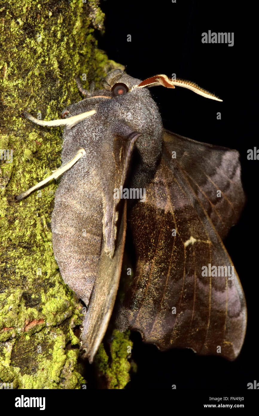 Il PIOPPO hawk-moth (Laothoe populi) nel profilo. Grande hawk moth nella famiglia Sphingidae, a riposo su un albero con ali distintivo Foto Stock