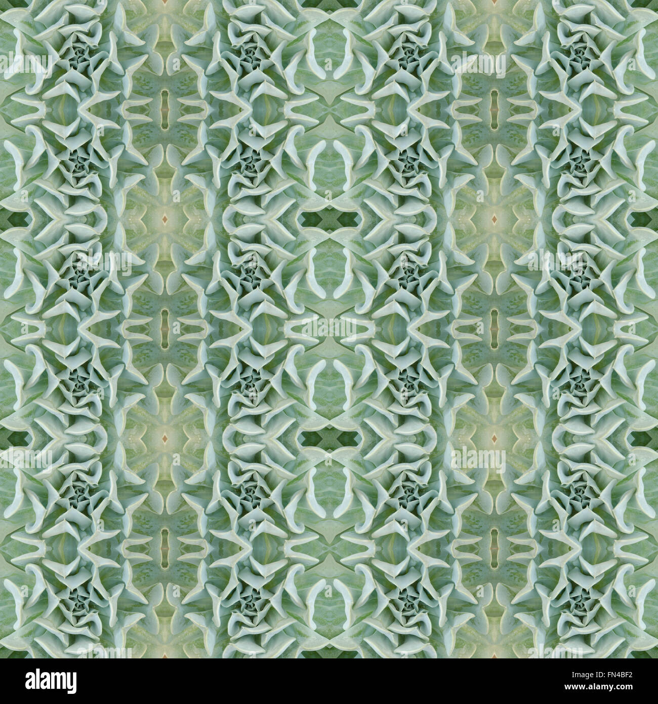 Piante succulente pattern seamless sfondo Foto Stock