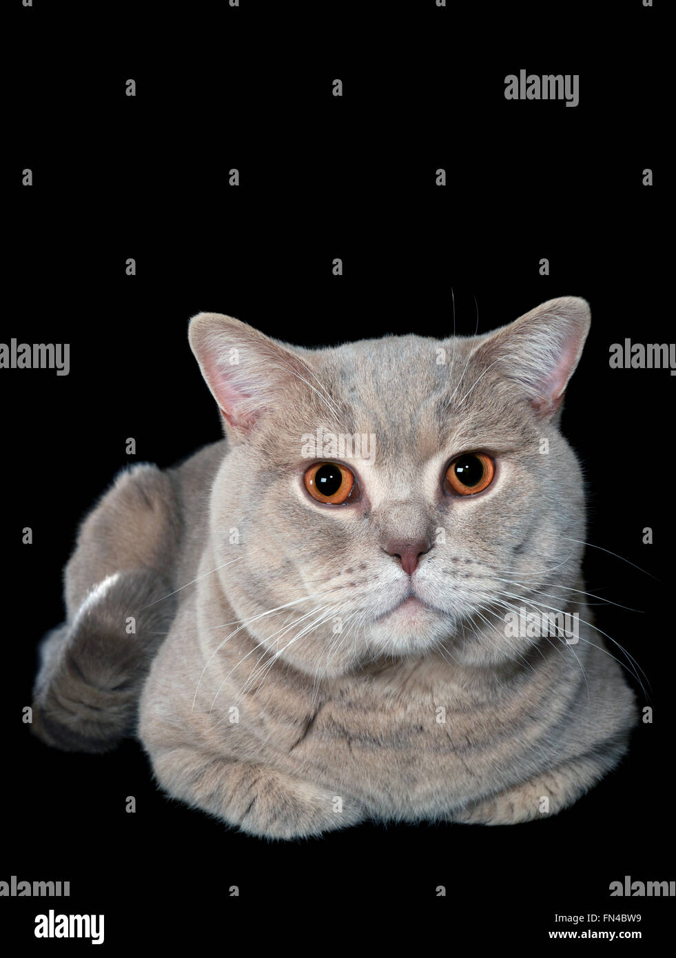 British Shorthair Cat isolati su sfondo nero Foto Stock